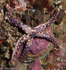 Fromia heffernani