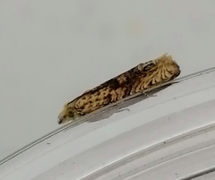 Eucosma ochrocephala