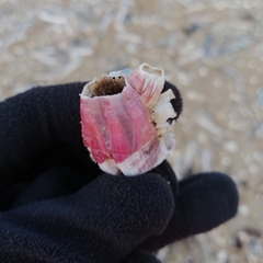 Megabalanus tintinnabulum