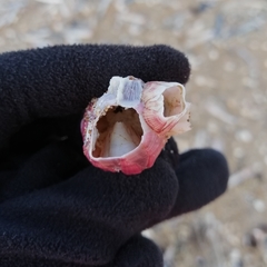 Megabalanus tintinnabulum