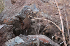 Pteroptochos megapodius
