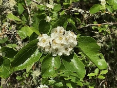 Crataegus gaylussacia