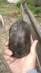 Kinosternon herrerai