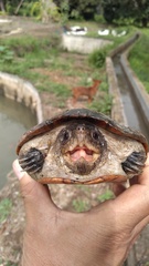 Kinosternon herrerai