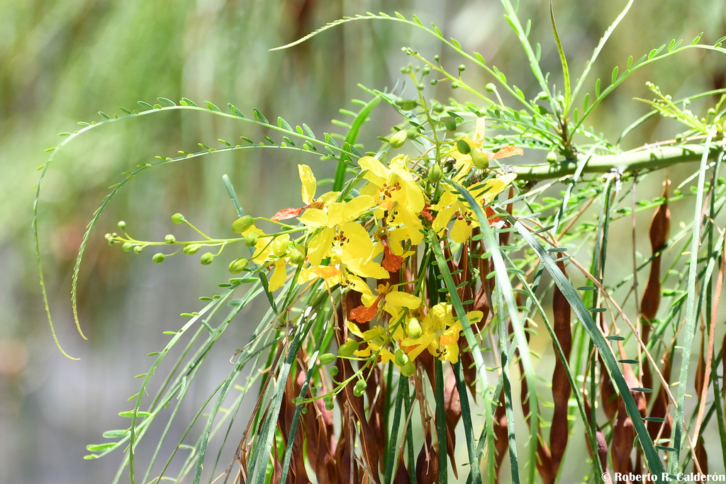 Parkinsonia aculeata — an easy houseplant, prefers full sun light