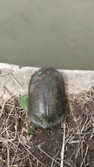 Kinosternon herrerai