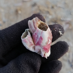 Megabalanus tintinnabulum