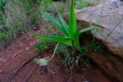 Ledebouria zebrina