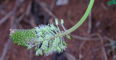 Ledebouria zebrina