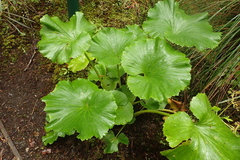 Azorella lyallii