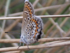 Plebejus argus