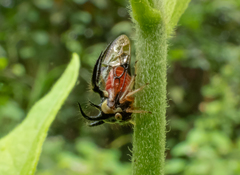 Cyphonia trifida