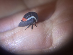 Membracis sanguineoplaga