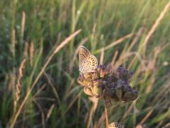 Plebejus argus