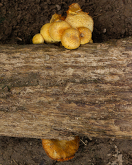 Gymnopilus purpureosquamulosus