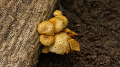 Gymnopilus purpureosquamulosus