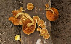 Gymnopilus purpureosquamulosus
