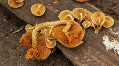 Gymnopilus purpureosquamulosus