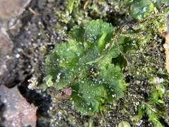 Phaeoceros carolinianus