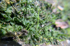 Phaeoceros carolinianus