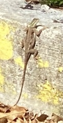 Agama picticauda image