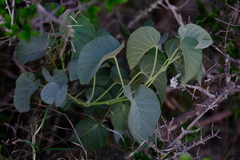 Ipomoea albivenia