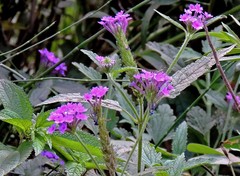Glandularia scrobiculata