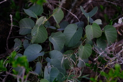 Ipomoea albivenia