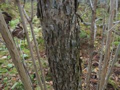 Acer ukurunduense
