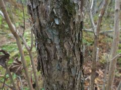 Acer ukurunduense