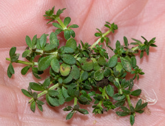 Galium murale
