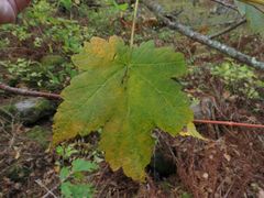 Acer ukurunduense