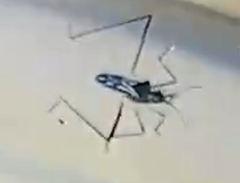 Microvelia longipes