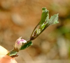 Stemodiopsis kamundii
