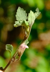 Stemodiopsis kamundii