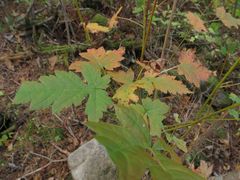 Acer ukurunduense