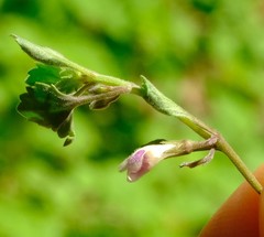 Stemodiopsis kamundii