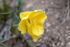 Oenothera brachycarpa