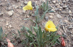 Oenothera brachycarpa