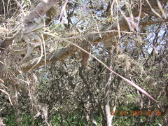 Tillandsia incarnata