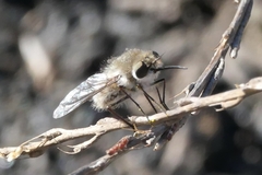 Dischistus atlanticus