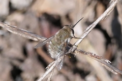 Dischistus atlanticus