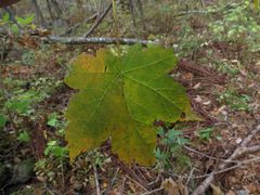 Acer ukurunduense