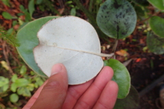 Brachyglottis rotundifolia