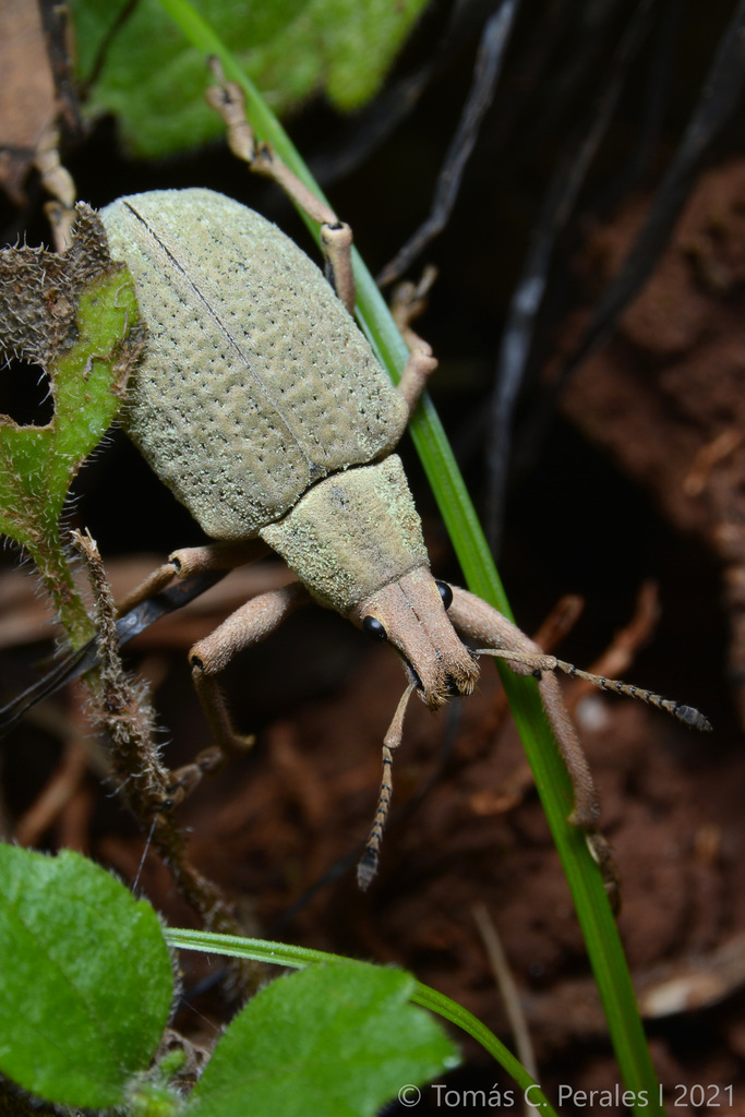 Cyrtomon luridus
