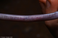 Plum-Colored Worm Lizard photo 4