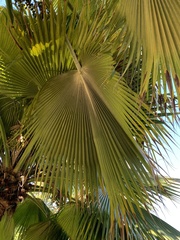 Pritchardia maideniana