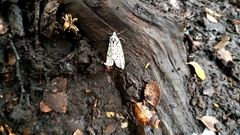 Triptiloides esmeralda