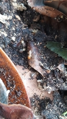 Cahuallitermes intermedius