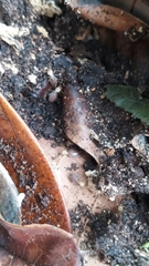 Cahuallitermes intermedius